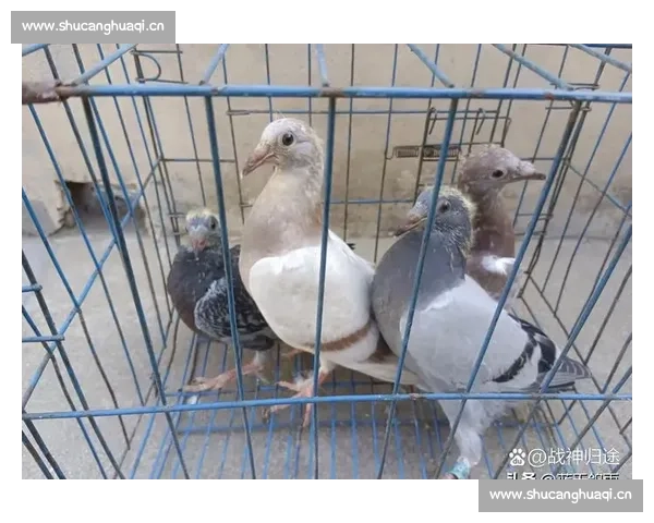 千里归途:信鸽与鸽友的坚守 千里归途:信鸽与鸽友的坚守